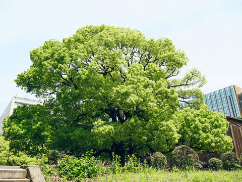 参天大树