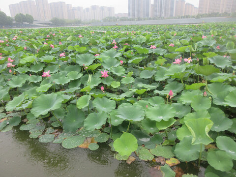 荷花池