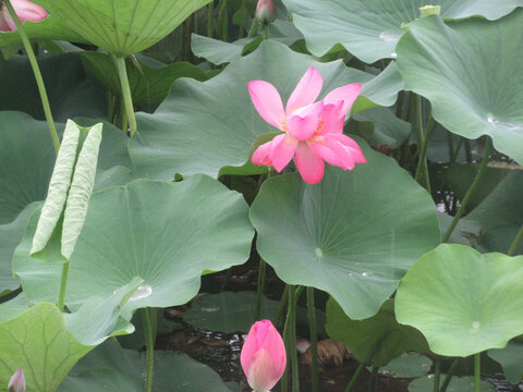 荷花