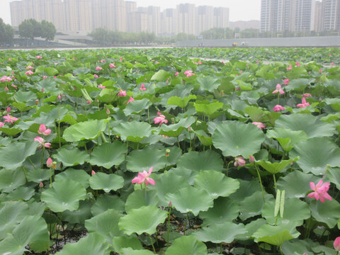 一朵荷花