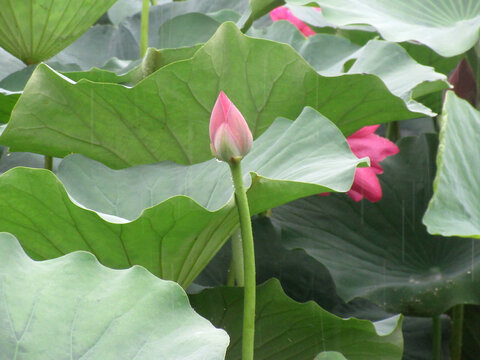 莲花