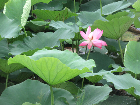 荷花池