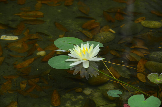 一朵莲花