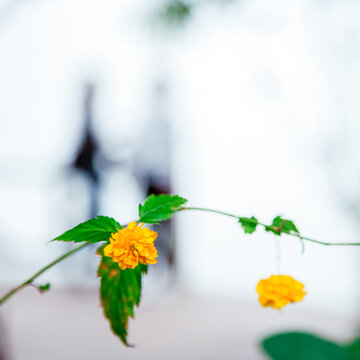重瓣棣棠花