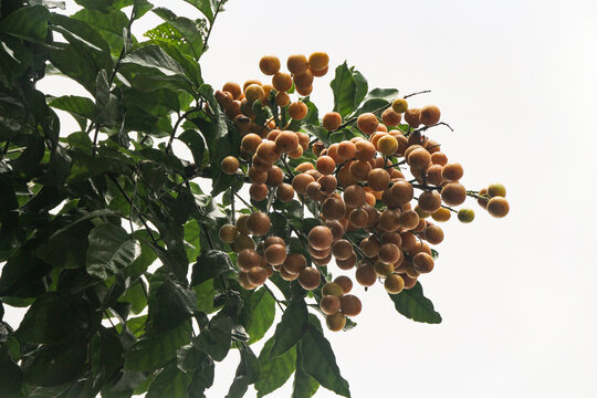 新鲜黄皮果