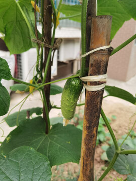 顶花带刺黄瓜