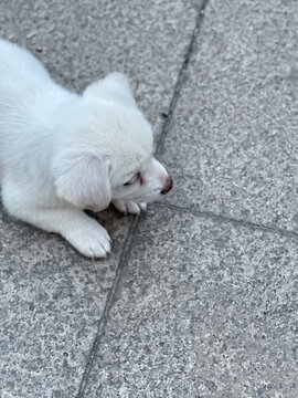 小白狗