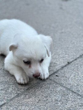 小白狗