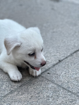 小白狗