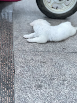 小白狗