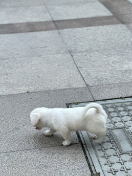 狗