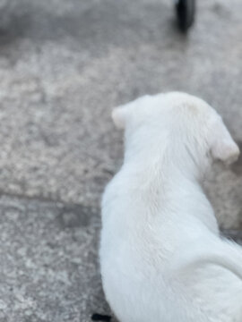 狗