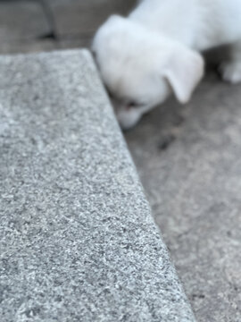 狗