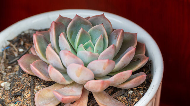 石莲花