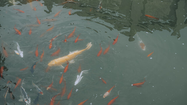 池塘锦鲤