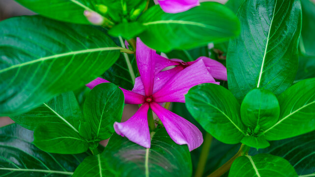 紫色长春花