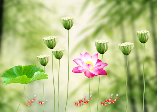 荷花背景墙