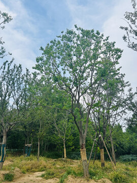 单杆乌桕