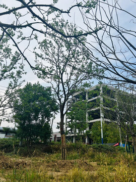 单杆乌桕