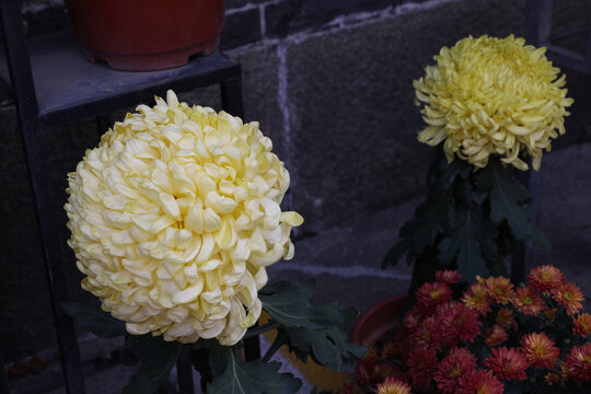 菊花