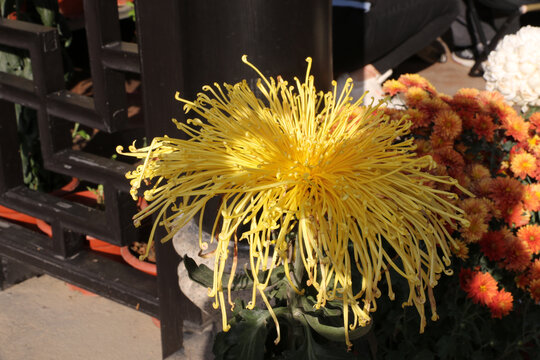 金丝皇菊