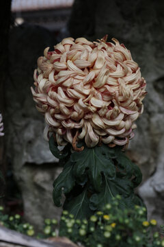 大菊花