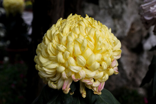 金丝皇菊