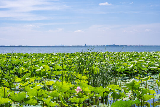阳澄湖