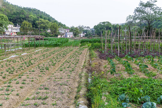 农家菜地