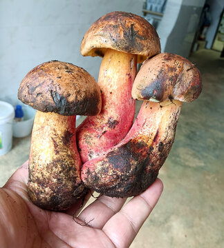 牛肝菌