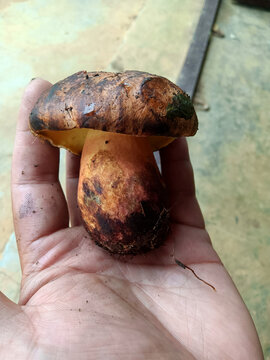 牛肝菌