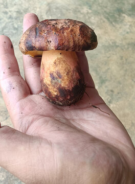 牛肝菌