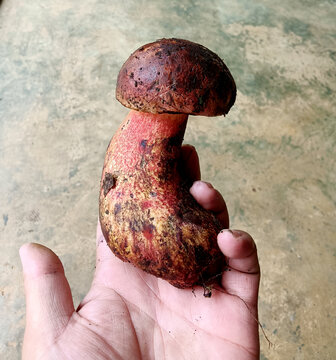 牛肝菌