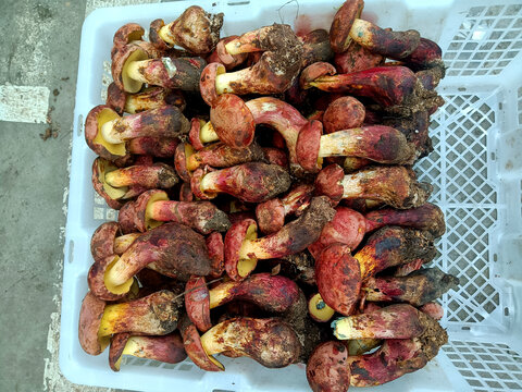 黄牛肝菌