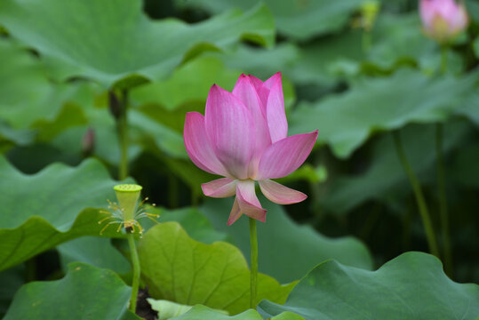 荷花