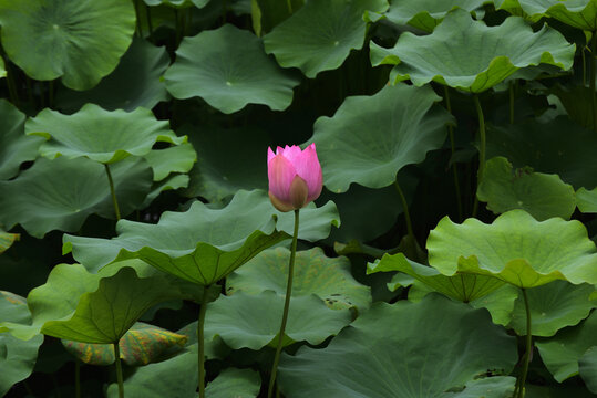 荷花