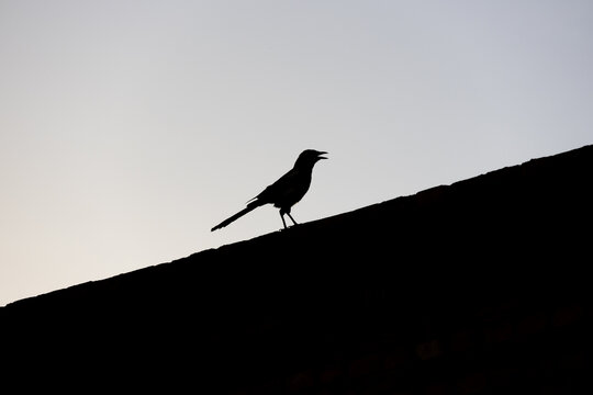 屋顶上的一只鸟