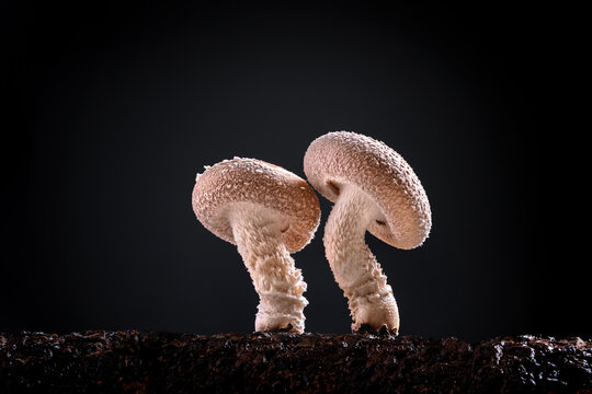 蘑菇香菇菌菇