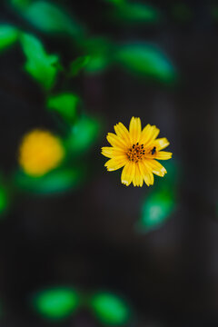 小菊花