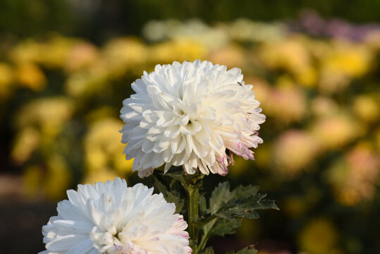 菊花