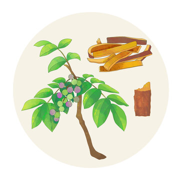 手绘水彩中药药材黄柏