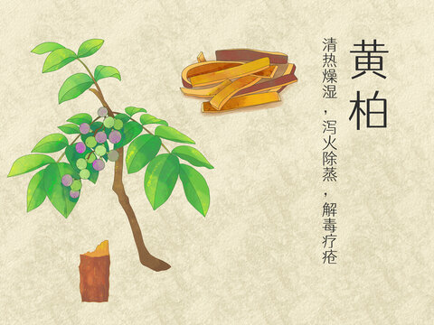 手绘水彩中药药材黄柏插画