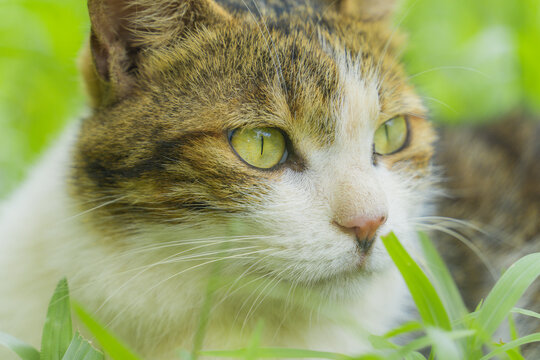 公园里的小猫