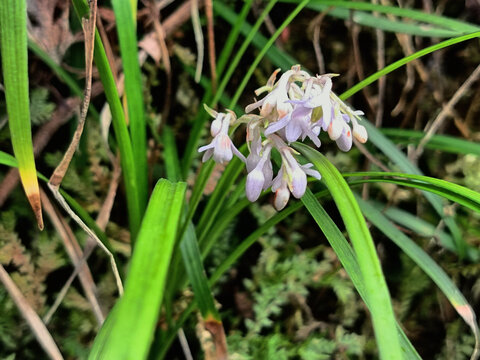 野草花
