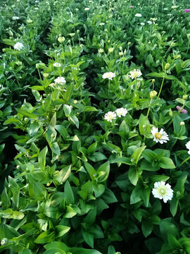 百日菊