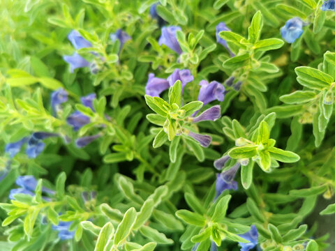 沙滩黄芩
