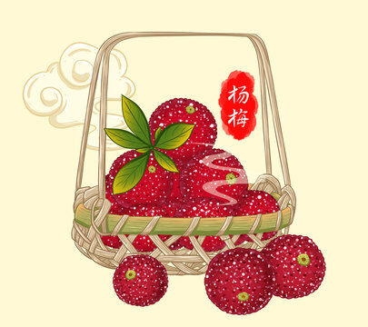 杨梅插画