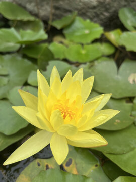 黄色荷花