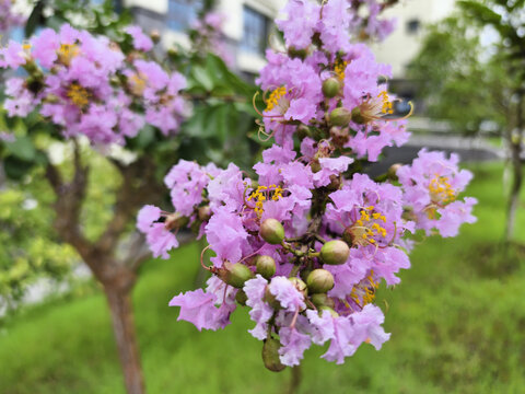 紫兰花特写