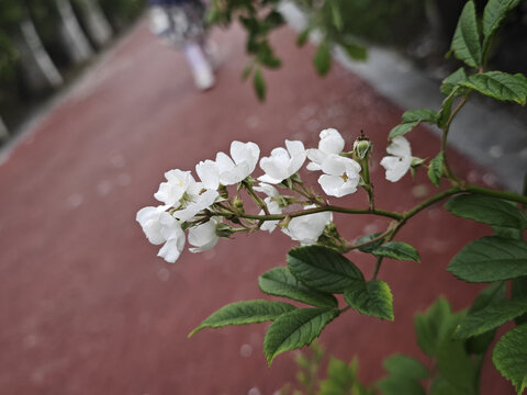 野蔷薇